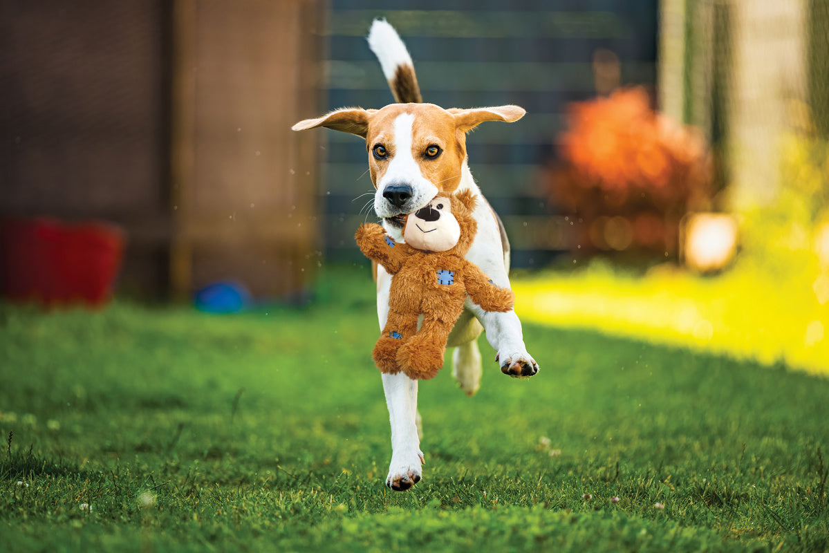 KONG Wild Knots Bear