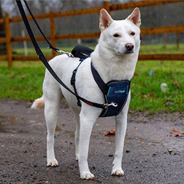 company of Animals CarSafe Crash-Tested Dog Harness
