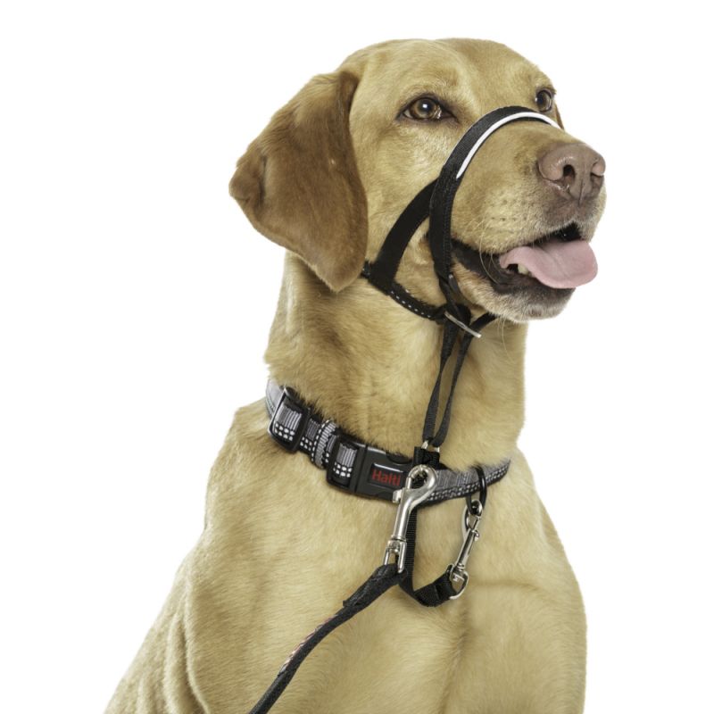 Halti Head Collar